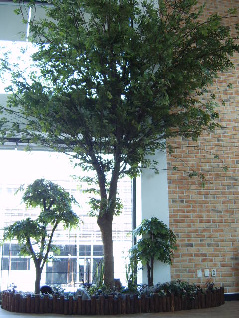 느티나무 1.JPG